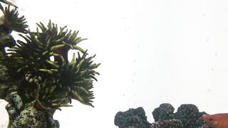 Fish Tank