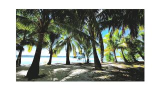 "Paradise Found: Palm Trees, Beach, Sea, and Island Bliss"