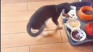 Кот не узнает еду