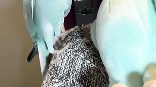 Kiwi_The_Parrot_&_His_Doppelgänger