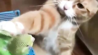 Какой попугайчик