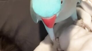Parrot viral video