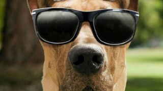 2023 Our cute pets funny
