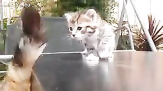 Funny Cats And Kittens Meowing Compilation 2015 || NEW