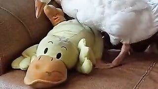 Приколы про животных