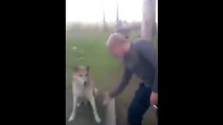 Умные  животные