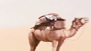 5242058592851359975_play.mp4_logo_.us.