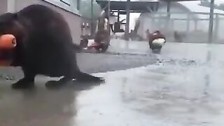 Банда бобров