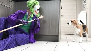 Funny Dogs Pranked Compilation