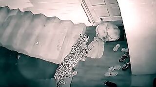 #jaguar attack' in dog #shorts #dogs #jaguar #jaguarvsdog