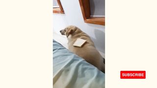 Easy Ways to Exercise Your Dog at Home