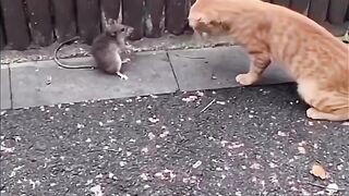 Mouse and Cats