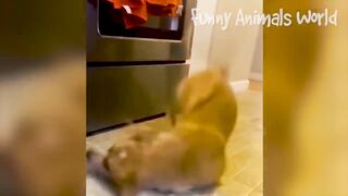 Funniest Dogs and Cats Ep 1