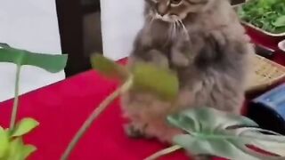 Manu Cat Fun