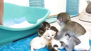 "Mom it is my kitten!" - baby monkey Susie is worried and does not give kitten, hugging him