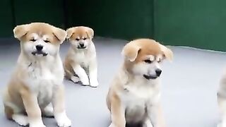 FILHOTES DE AKITA INU