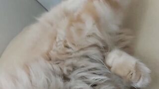 Big cat