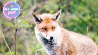 Fox #shorts
