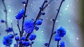 Amazing Nature beautiful video