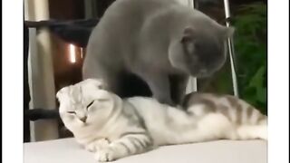 New cat sean latest funny video 2023