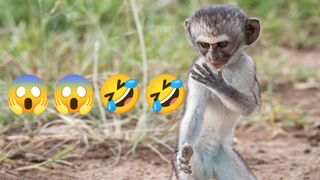 Kung-fu Monkey ???? ???? ???? ???? #shorts #kungfu #monkey