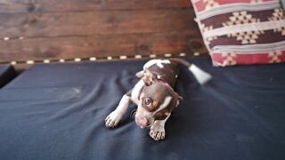 Cute Funny Puppy