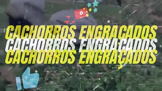 Veja que animais engraçados