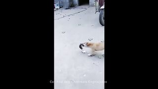 Que engraçado veja