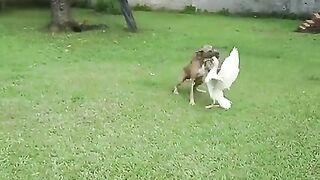 Dog fighting