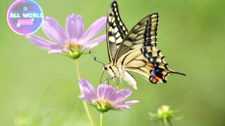 Butterfly #shortd