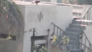 Beautiful bird flight??