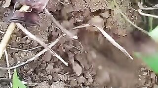 Sweet potato farming
