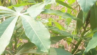 Wild cassava leaves