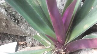 Purple leaf tree growing on rocks