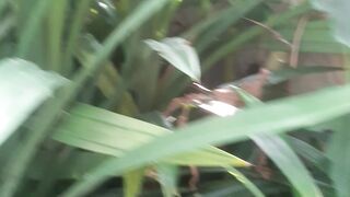 Pandan leaves that live in the wild