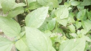 Babadotan leaf plant is a type of herb