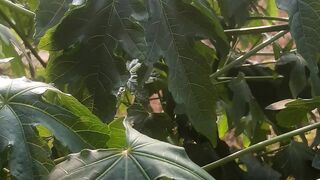 Upas bidara leaves to treat internal heat
