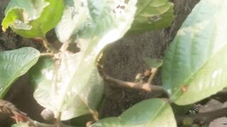Kahitutan leaves are used as a mixture to make tape