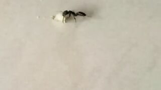 Tiny Ant Struggles to Carry Food Home 🐜😂 So Determined!