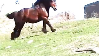 Why Do Horses Sleep Standing Up And Why Do They Fall Asleep Lying Down?