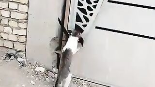 #Funny #video! #viralvideo #funny #hindi #viral 37