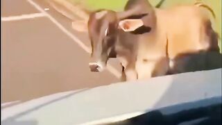 #Funny #video! #viralvideo #funny #hindi #viral 60