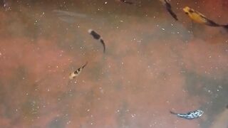 Ikan molly balon