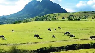 📍Flores, Nusa Tenggara Timur, Indonesia  #savana #flores #NTT #nusatenggaratimur #indonesia