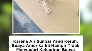 Kaget wak 2