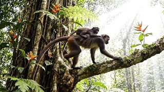 Monkey Mom and Baby Climb a Giant Tree 🐒🌳