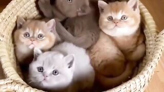 catlovers 3