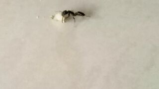 Tiny Ant vs Giant Rice Grain 🐜🍚 Struggling But Never Giving Up