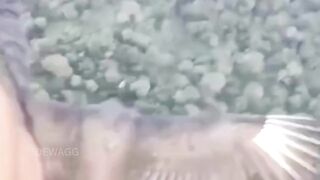 burung ini tampak hanya sekadar menumpang secara gratis, ini membuat  momen jauh lebih bermakna