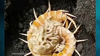 Saat Seekor Induk Menjadi Makanan Anaknya‼️